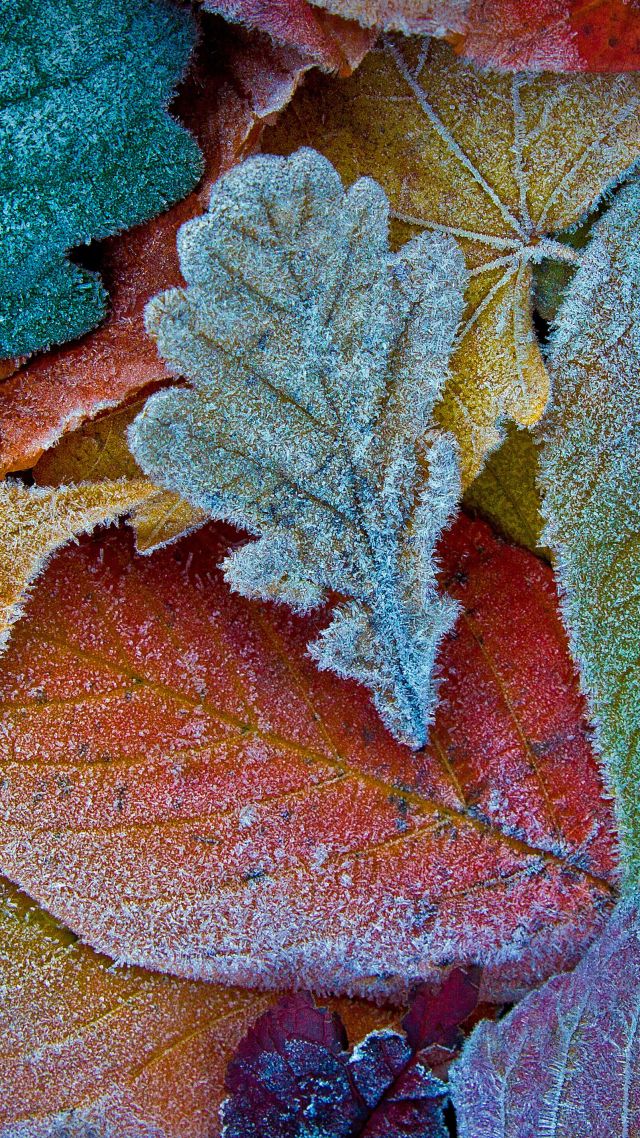 leaves, autumn, frost, 5K (vertical)