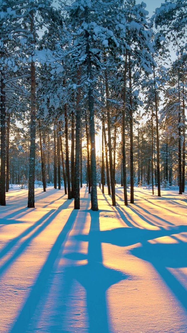 winter, forest, snow, trees, sunset, 4K (vertical)
