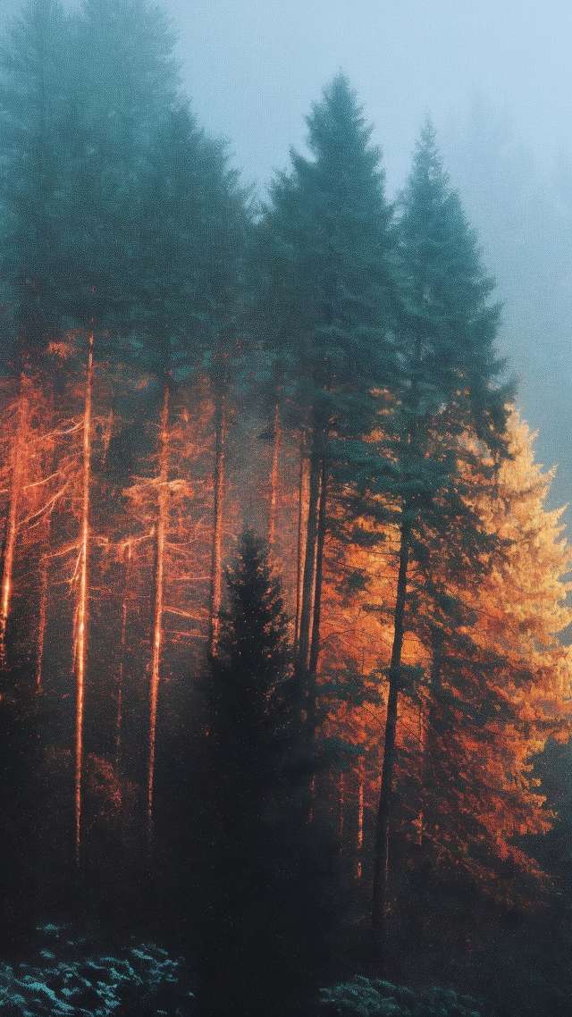 autumn forest wallpaper, woodland trails, warm hues, background for mobile wallpaper (vertical)