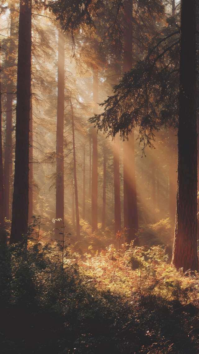 sunlight streaming wallpaper, deep woods, god rays, background for mobile wallpaper (vertical)