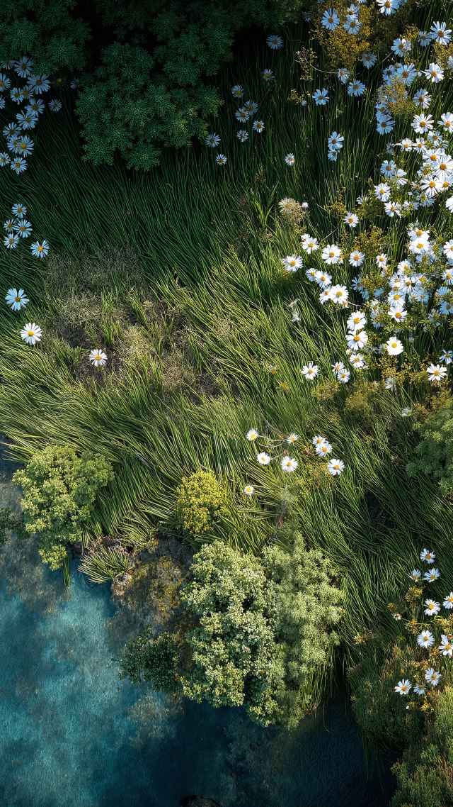 seasonal flowers wallpaper, fresh blooms, wildflower bloom, background for mobile wallpaper (vertical)