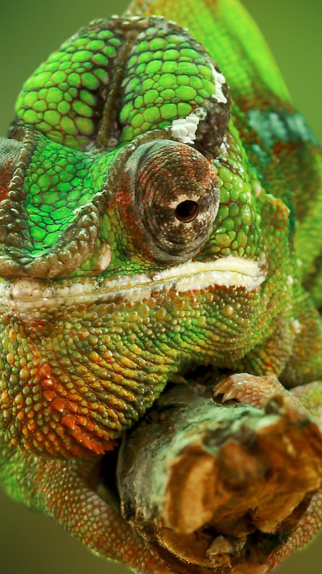 Chameleon, color change, lizard, Veiled chameleon, Panther chameleon, Jackson's chameleon, macro photo (vertical)