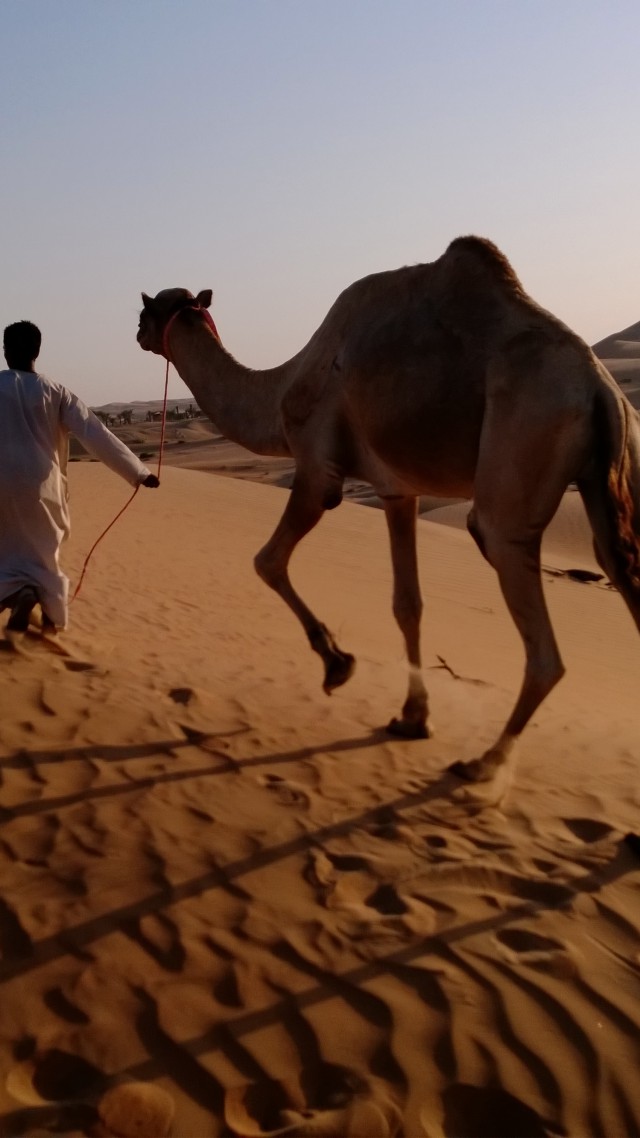 camel in desert, arabian caravan, Arabian Nights Village, Nokia Lumia test, Abu Dhabi tourism (vertical)
