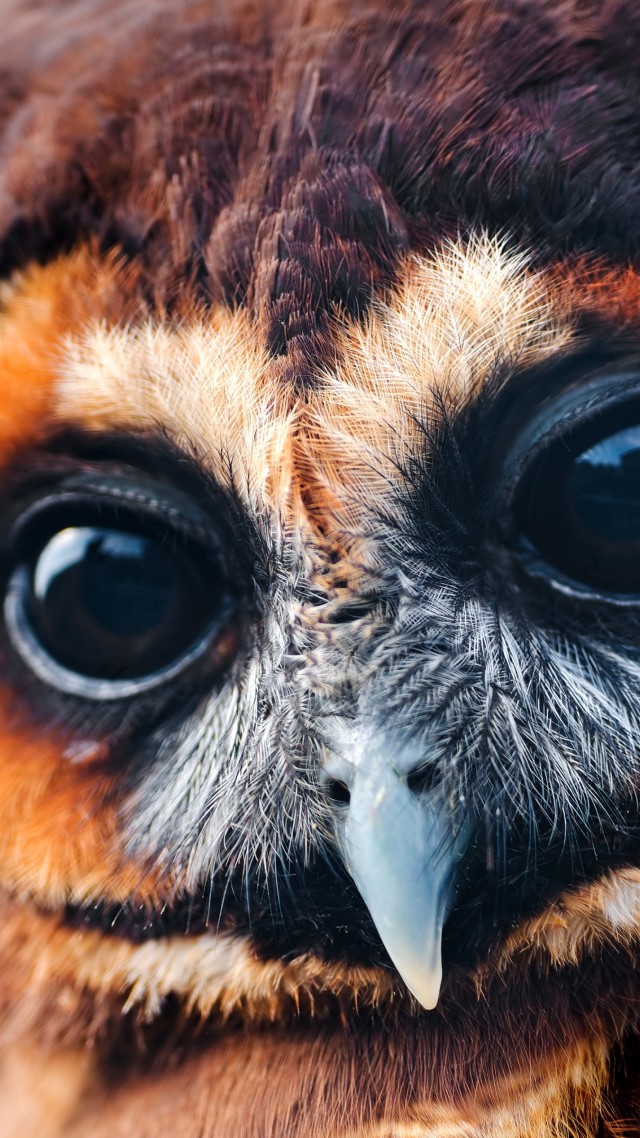 Owl, 5k, 4k wallpaper, National Geographic, Eyes, Wild, funny (vertical)