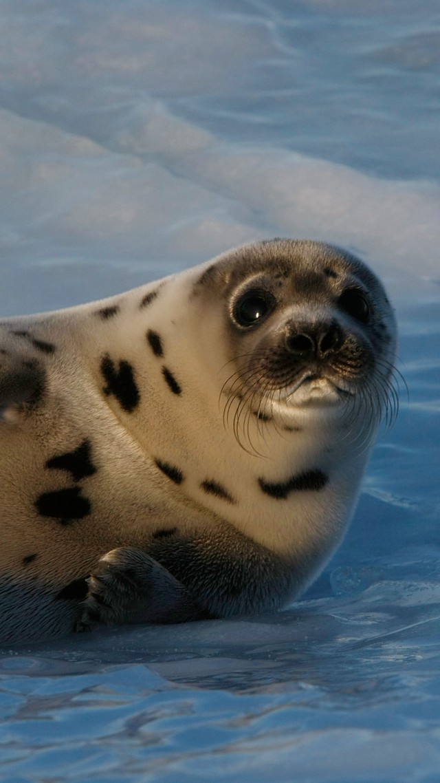 Seal pup, Atlantic Ocean, snow, funny (vertical)