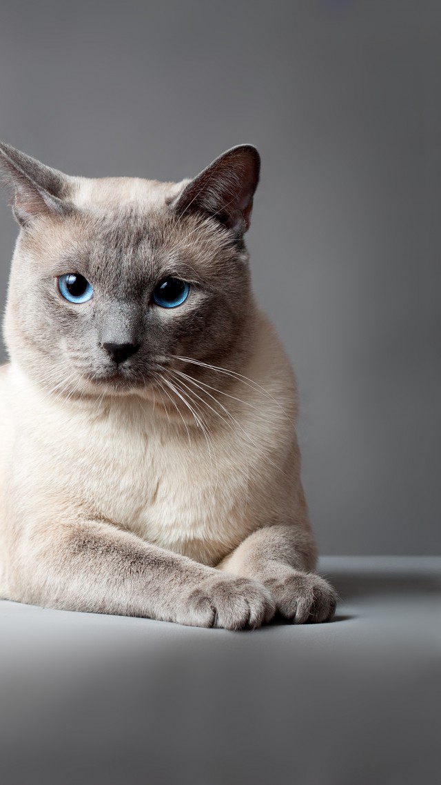 Thai cat, blue eyes, animal (vertical)