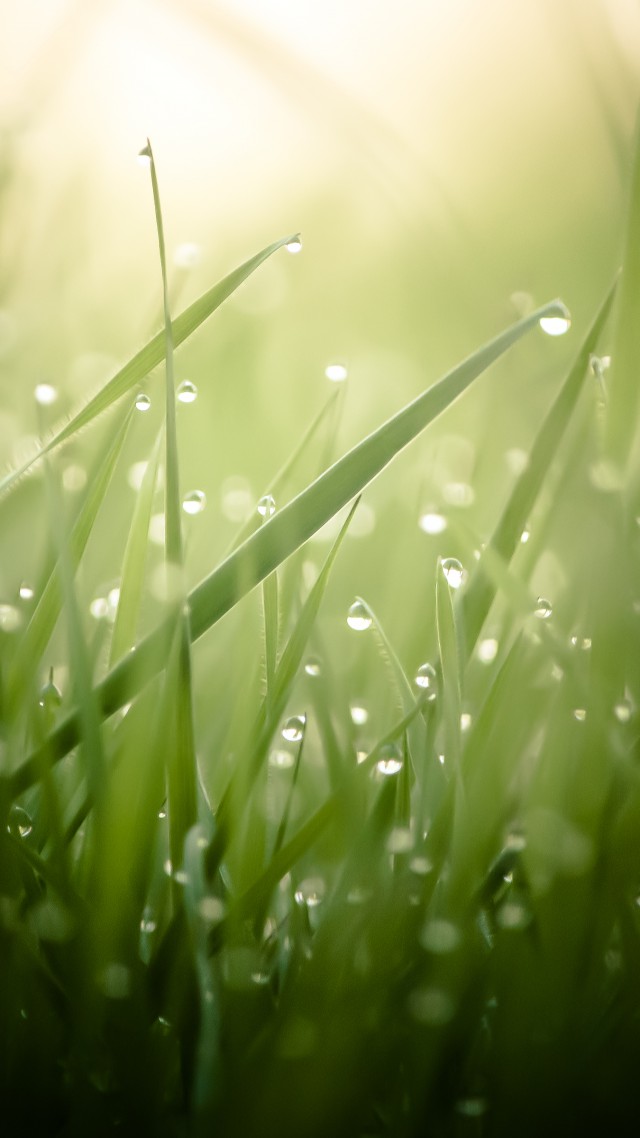 Grass, 4k, HD wallpaper, green, drops, dew, sun, rays (vertical)