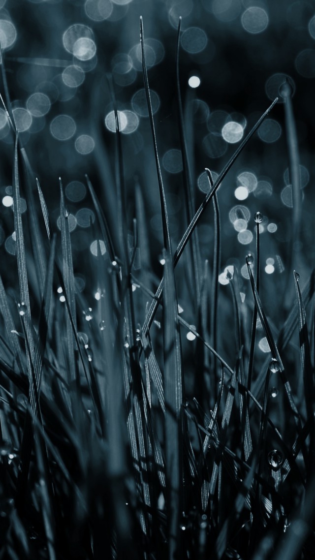 Grass, 4k, HD wallpaper, blue, dew, drops (vertical)