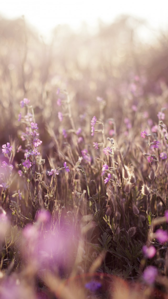 Field, 5k, 4k wallpaper, flowers, sun, purple (vertical)