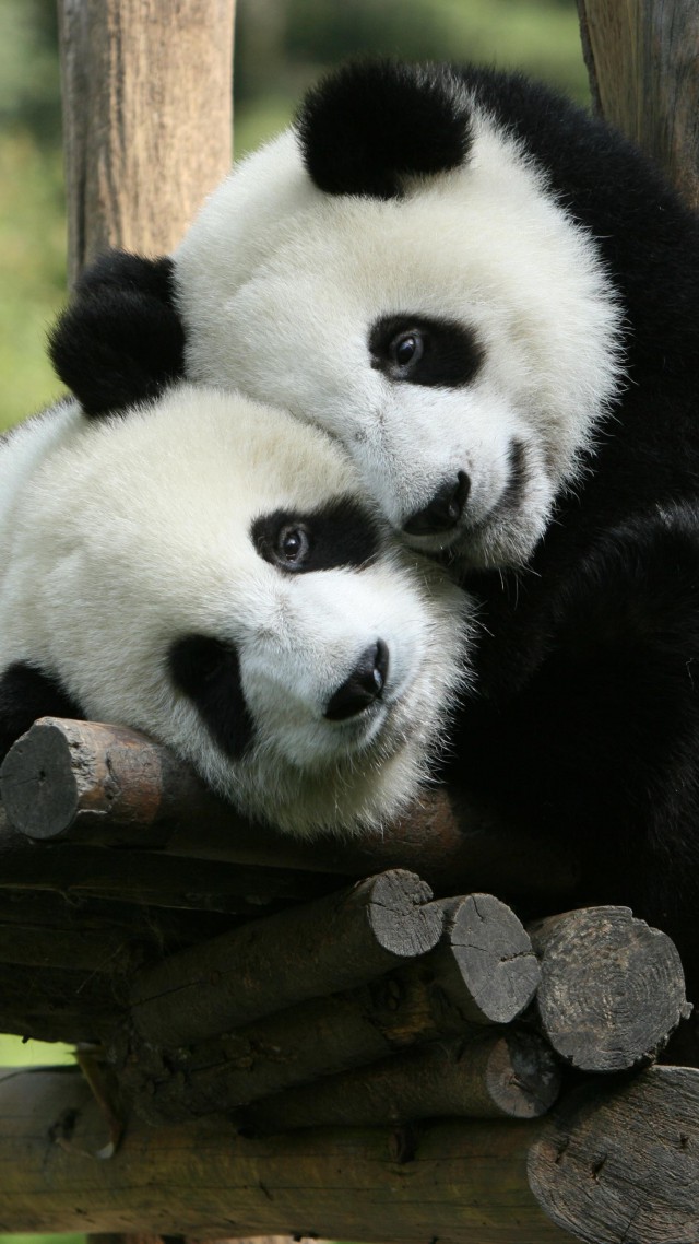 Panda, Giant Panda Zoo, China, Cute animals (vertical)