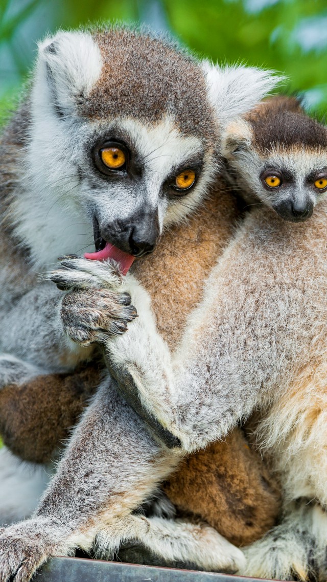 Lemurs, lemur, animals, Cute animals, summer (vertical)