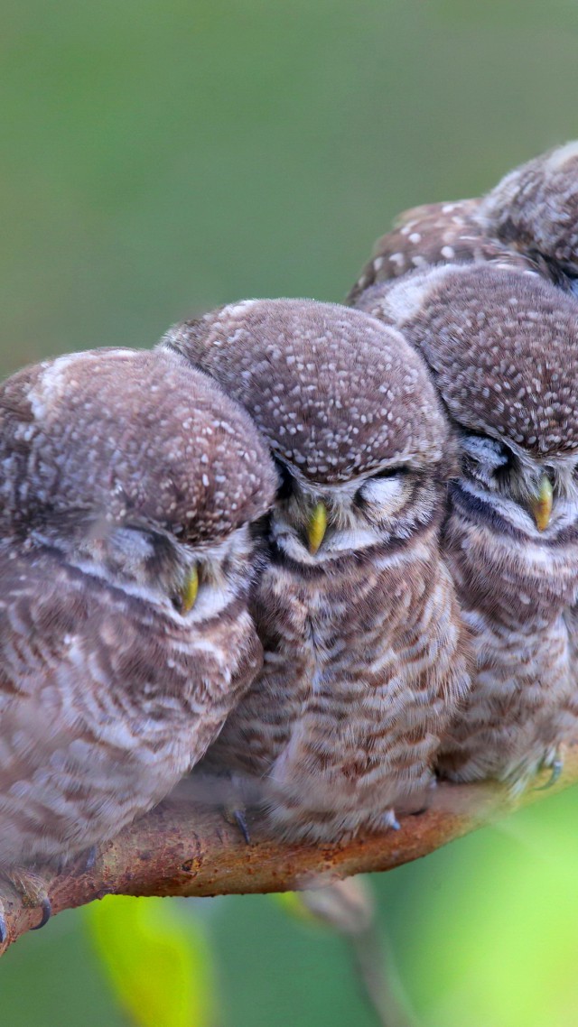 Spotted owl, owls, birds, mom, babes, Cute animals (vertical)