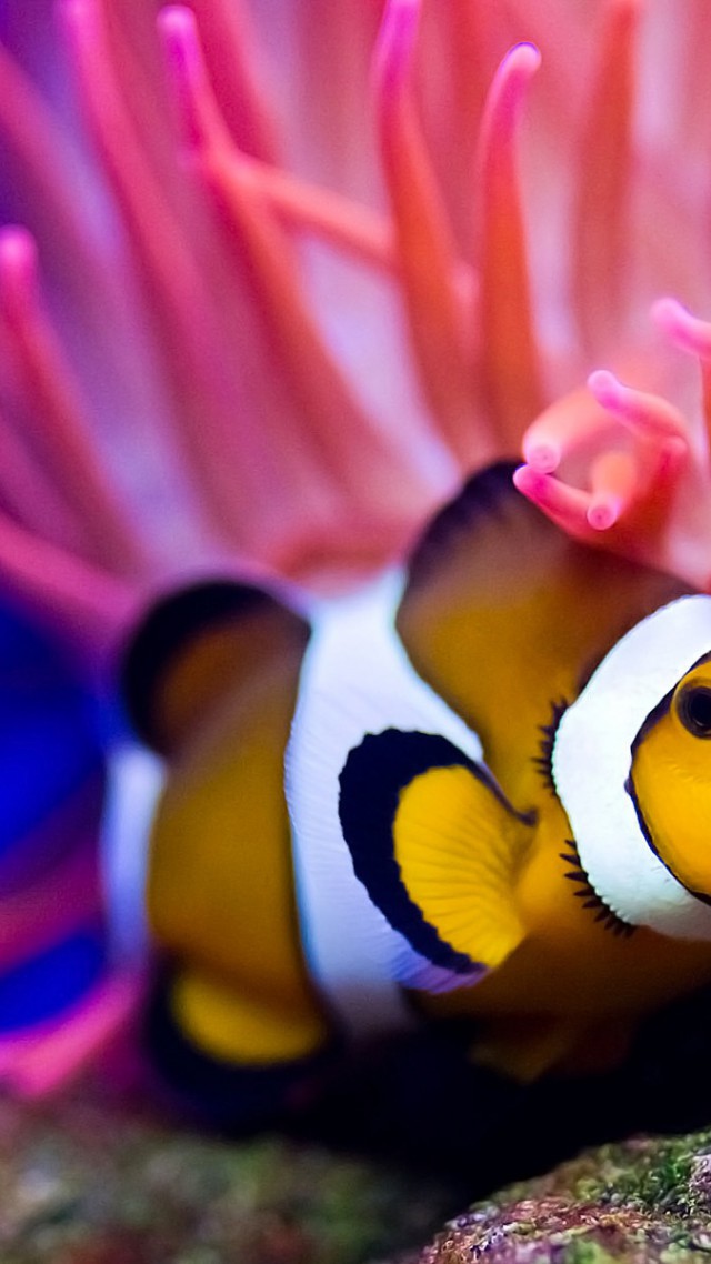 Clownfish, diving, Red sea, coral, World's best diving sites, deep sea creatures (vertical)