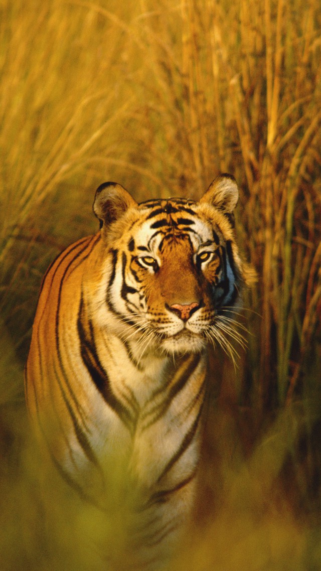 Bengal Tiger, National Geographic, tiger, hunter, predator (vertical)