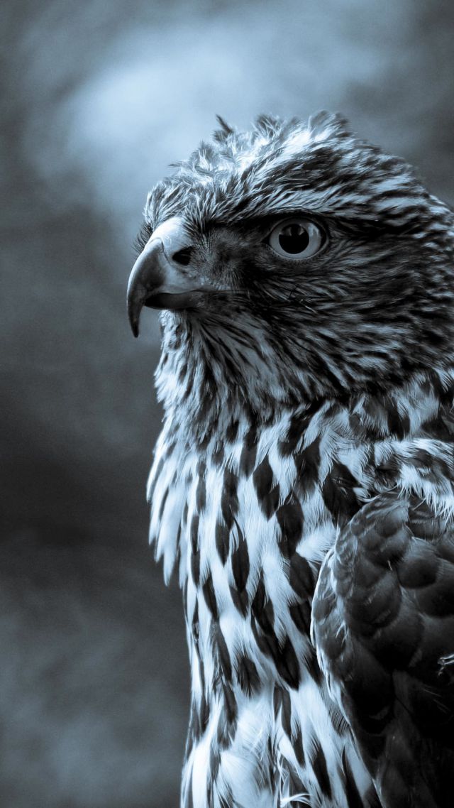 Eagle, look, cute animals, blur (vertical)