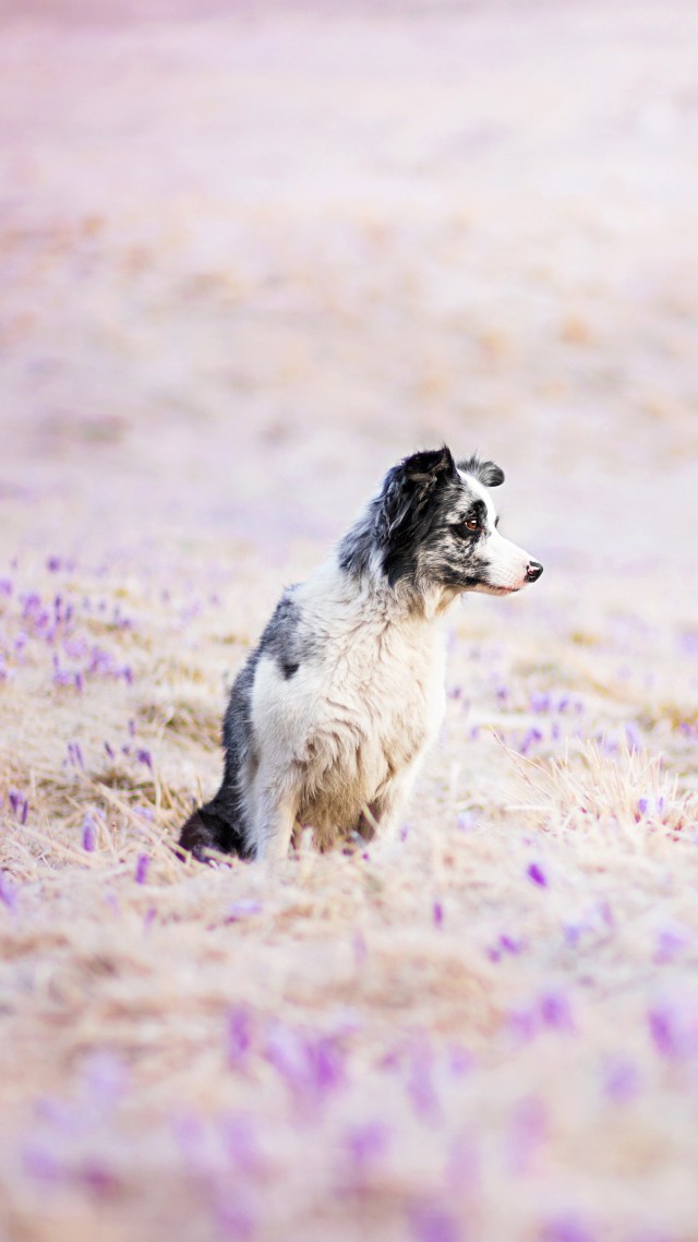Border Collie, dog, field, cute animals, funny (vertical)