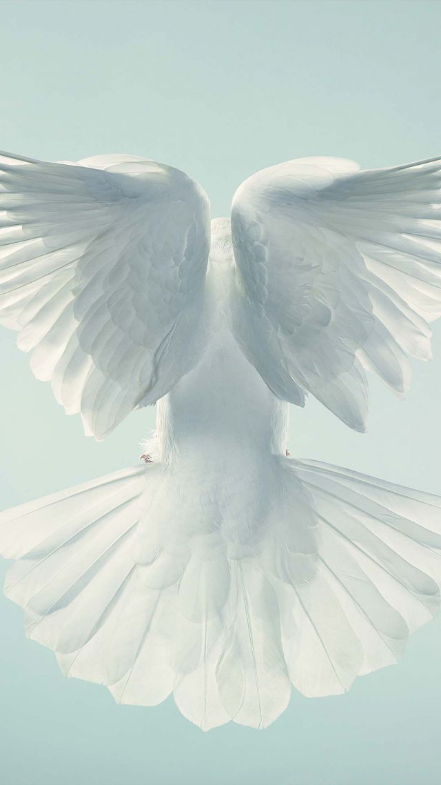 Dove, pigeon, flight, sky (vertical)
