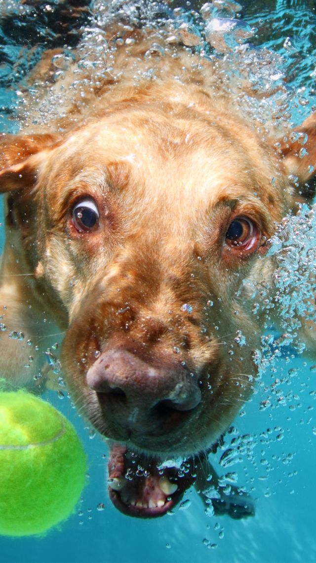 Labrador, dog, underwater, cute animals, funny (vertical)