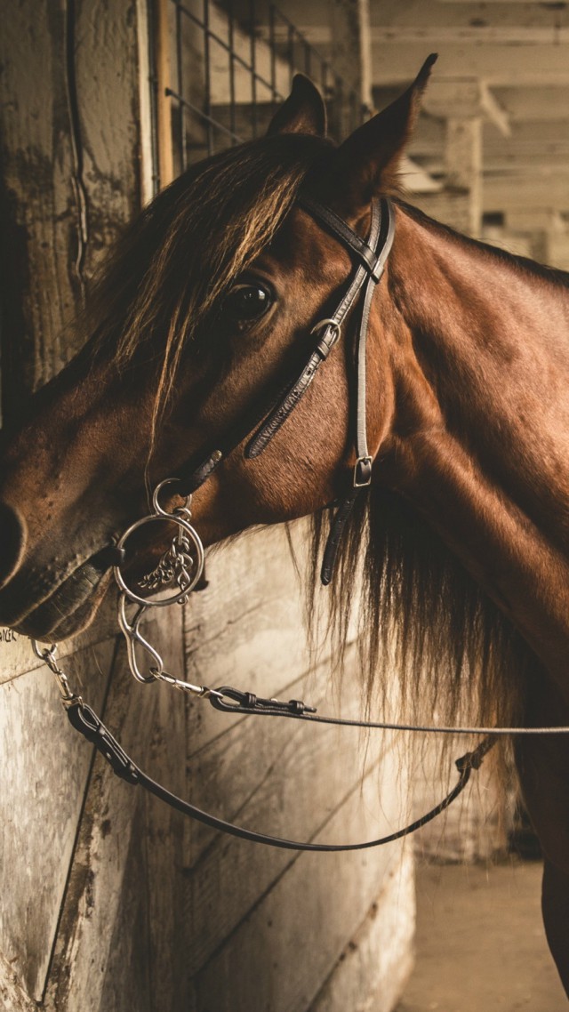 Horse, stable, brown, cute animals (vertical)