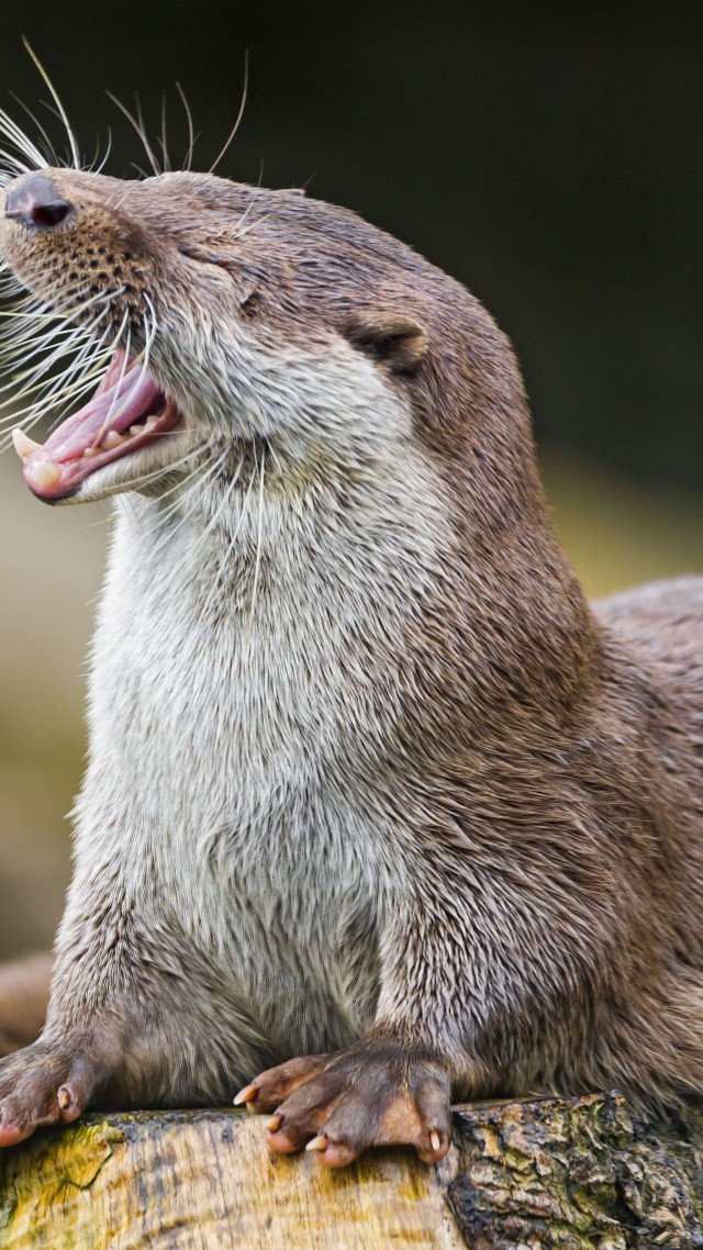 otter, cute animals, funny (vertical)