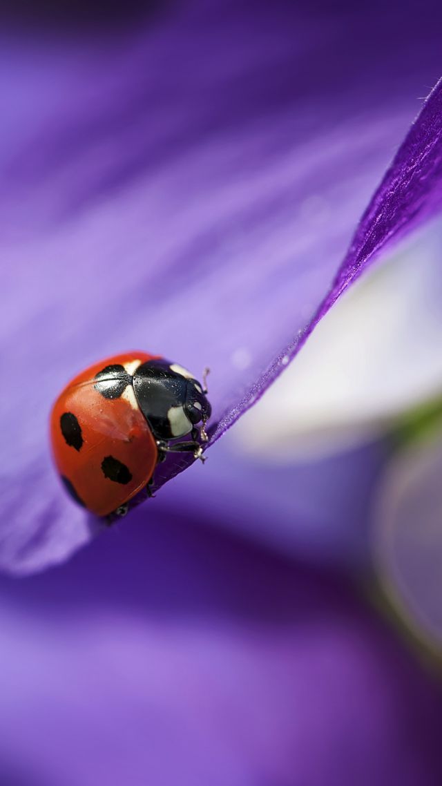 ladybug, macro, blur, purple (vertical)