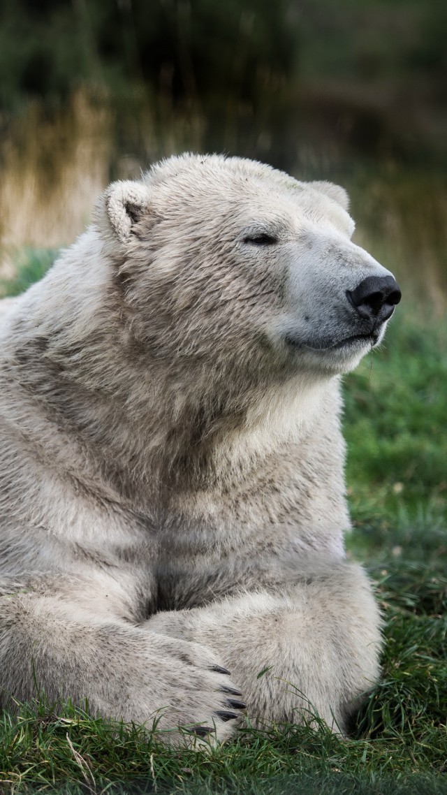 Polar bear, look, cute animals (vertical)