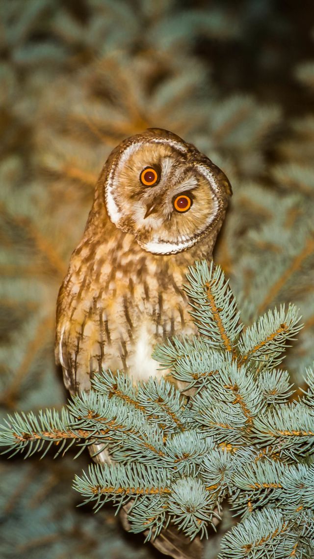 Owl, cute animals, funny (vertical)