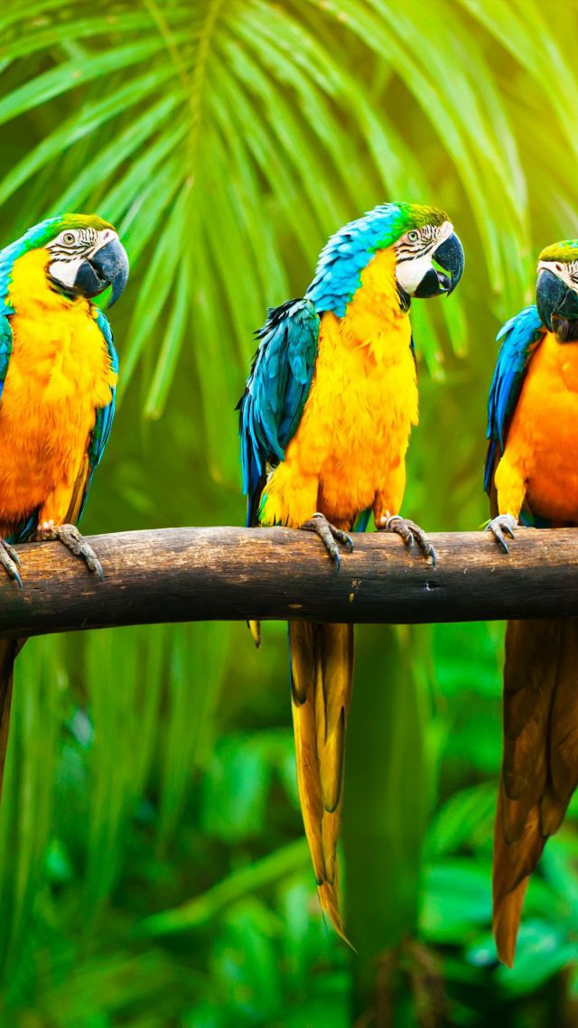 Macaw, parrot, tropics (vertical)