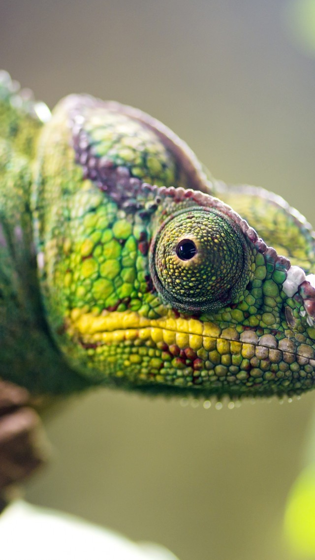 Wallpaper Chameleon, look, blur, Animals #4574
