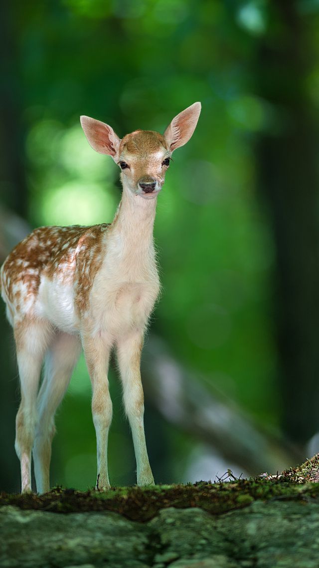 Deer, cute animals, forest (vertical)
