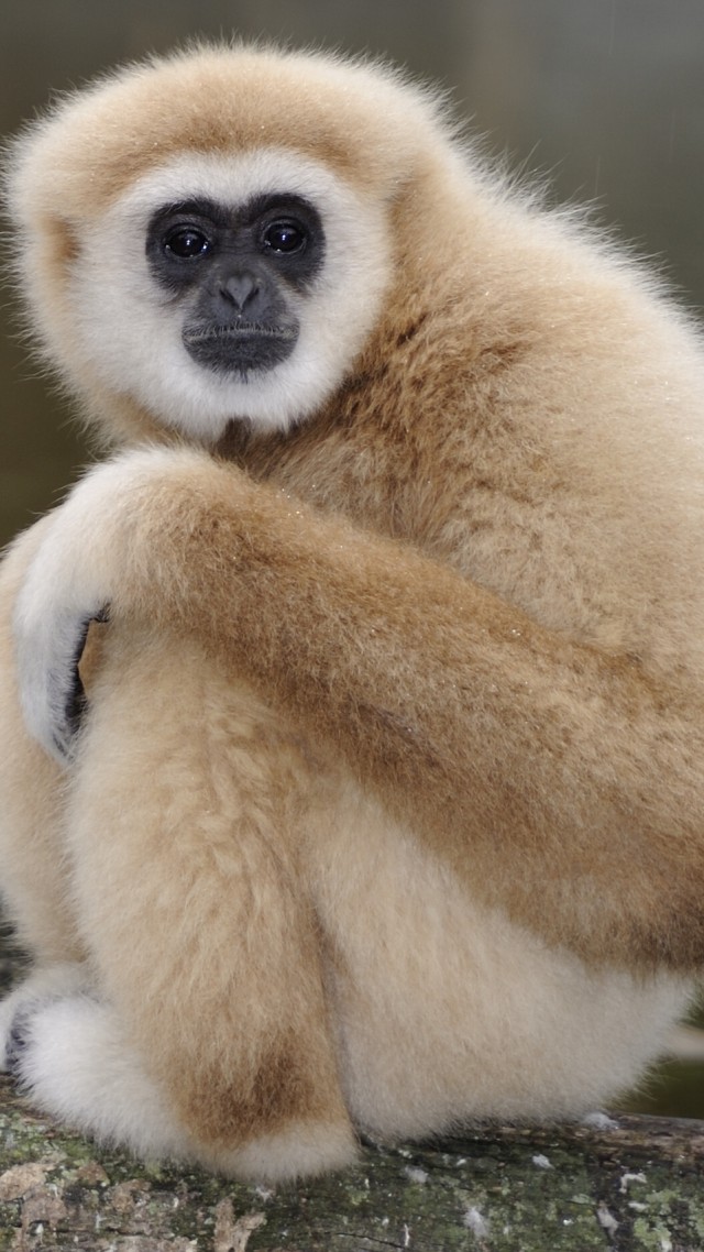 Nomascus, cute animals, monkey, funny (vertical)