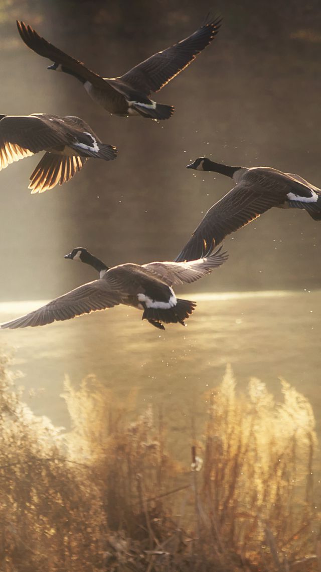 Duck, field, flight, sun (vertical)