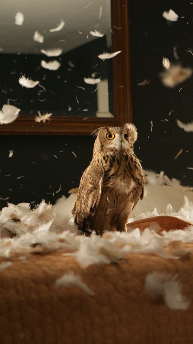 Owl, feathers, cute animals, funny (vertical)