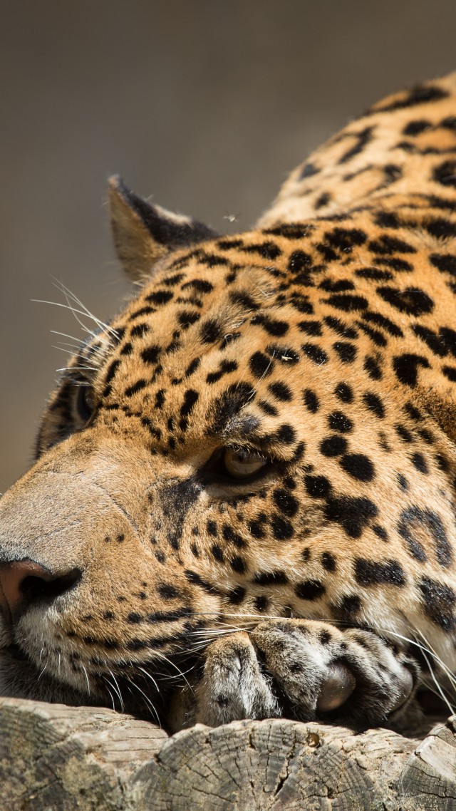 jaguar, look, cute animals (vertical)