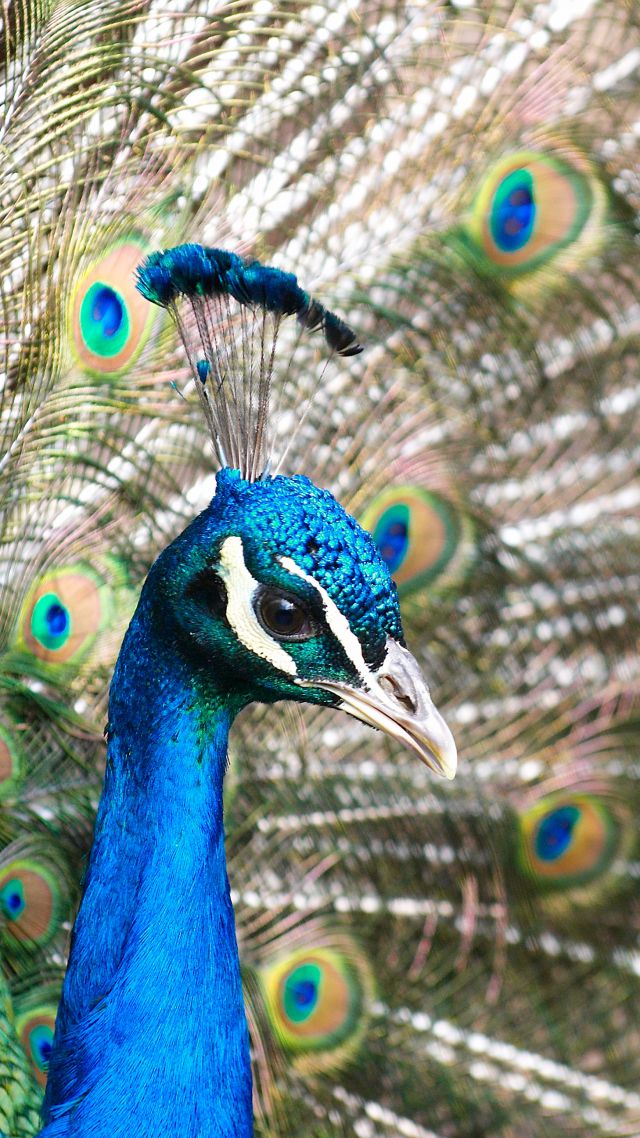 Peacock, feathers (vertical)