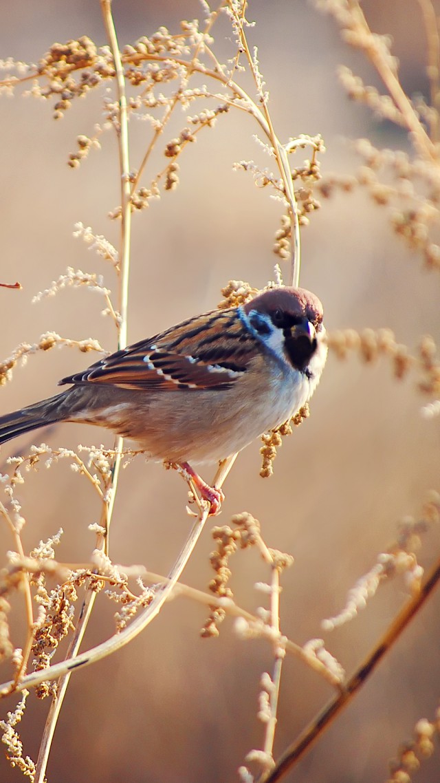 Sparrow, tree, blur (vertical)