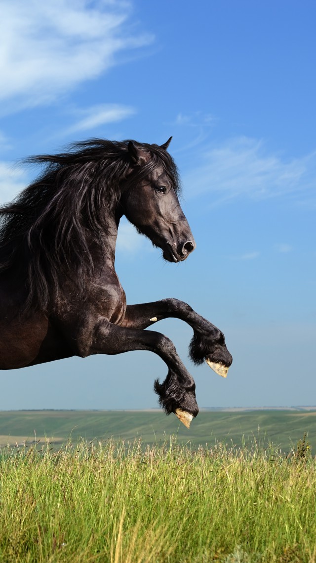 Horse, gallop, meadow, sky (vertical)