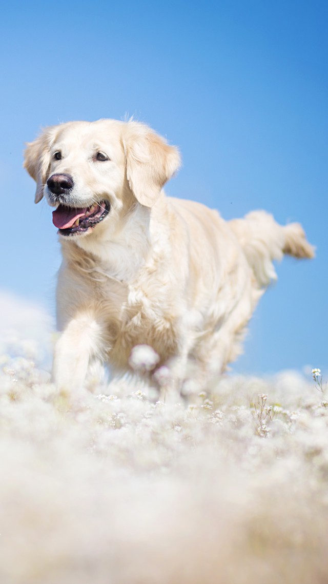 Labrador, dog, field, cute animals, funny (vertical)