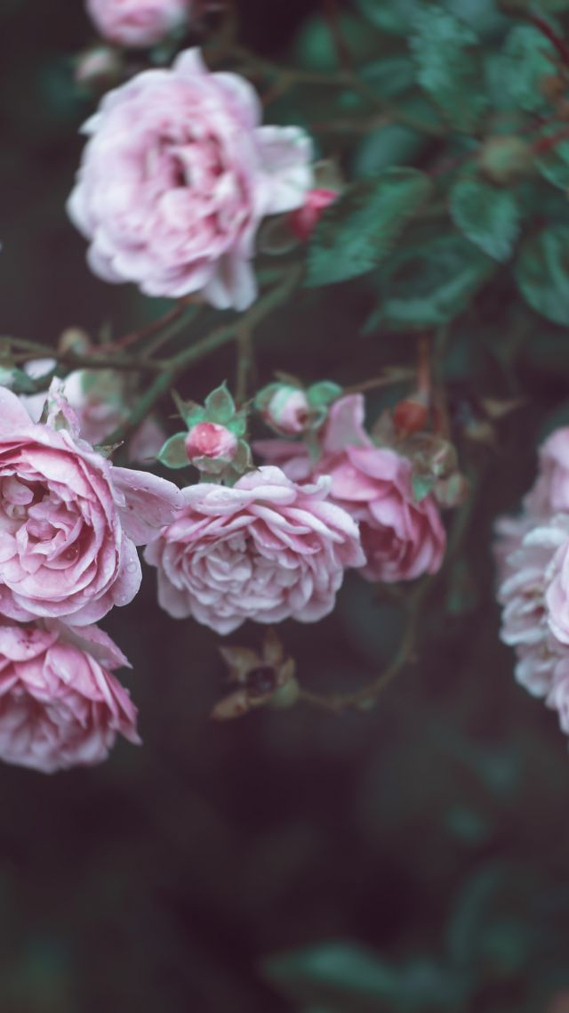 Roses, 4k, HD wallpaper, 8k, flowers, pink (vertical)