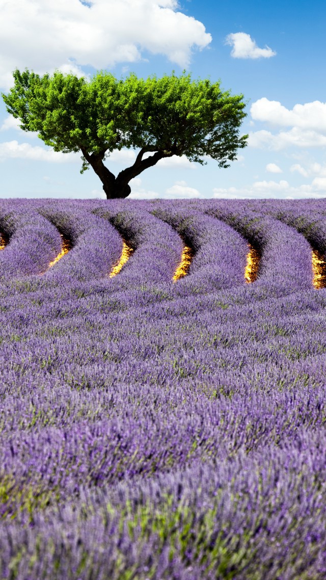Lavender field, 4k, HD wallpaper, Provence, France, Meadows, lavender, tree, sky (vertical)