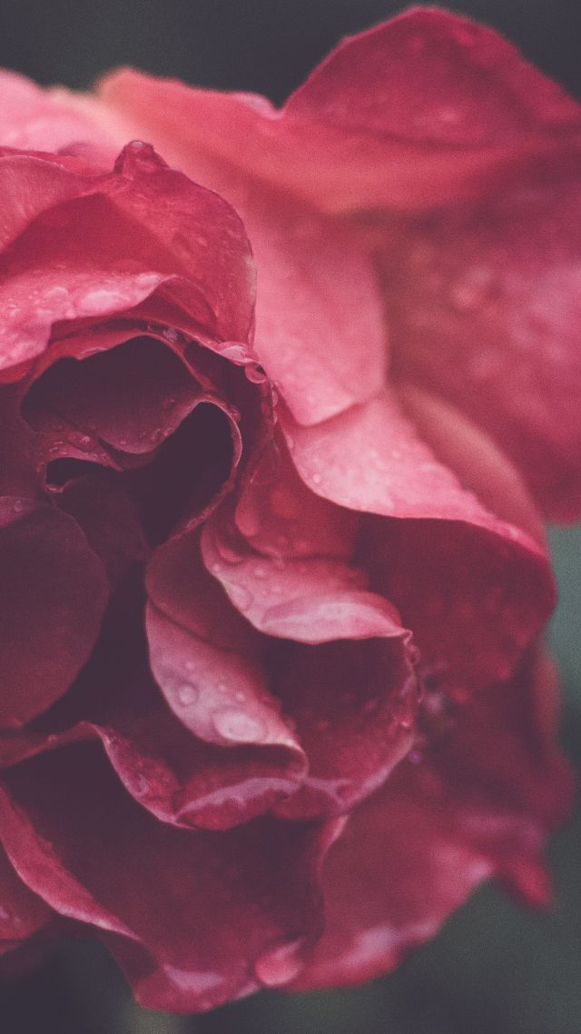 Rose, HD, 4k wallpaper, macro, flowers (vertical)