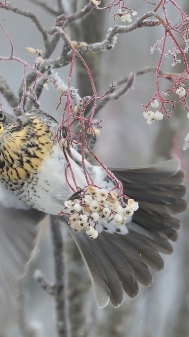 Pigeon, dove, trees, winter (vertical)