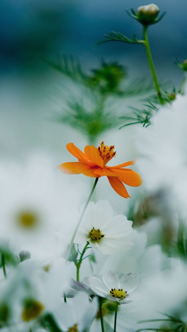 Flowers, 4k, HD wallpaper, 8k, daisies, cosmos flower, white, orange (vertical)