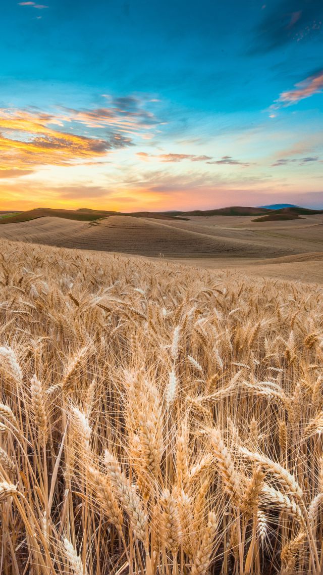 Field, 4k, HD wallpaper, wheat, spikes, sky, clouds (vertical)