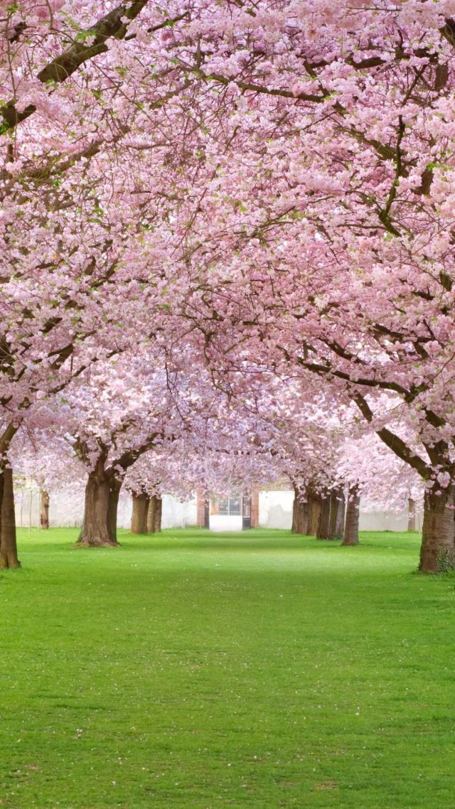 Trees, 4k, HD wallpaper, blossom, park, pink (vertical)