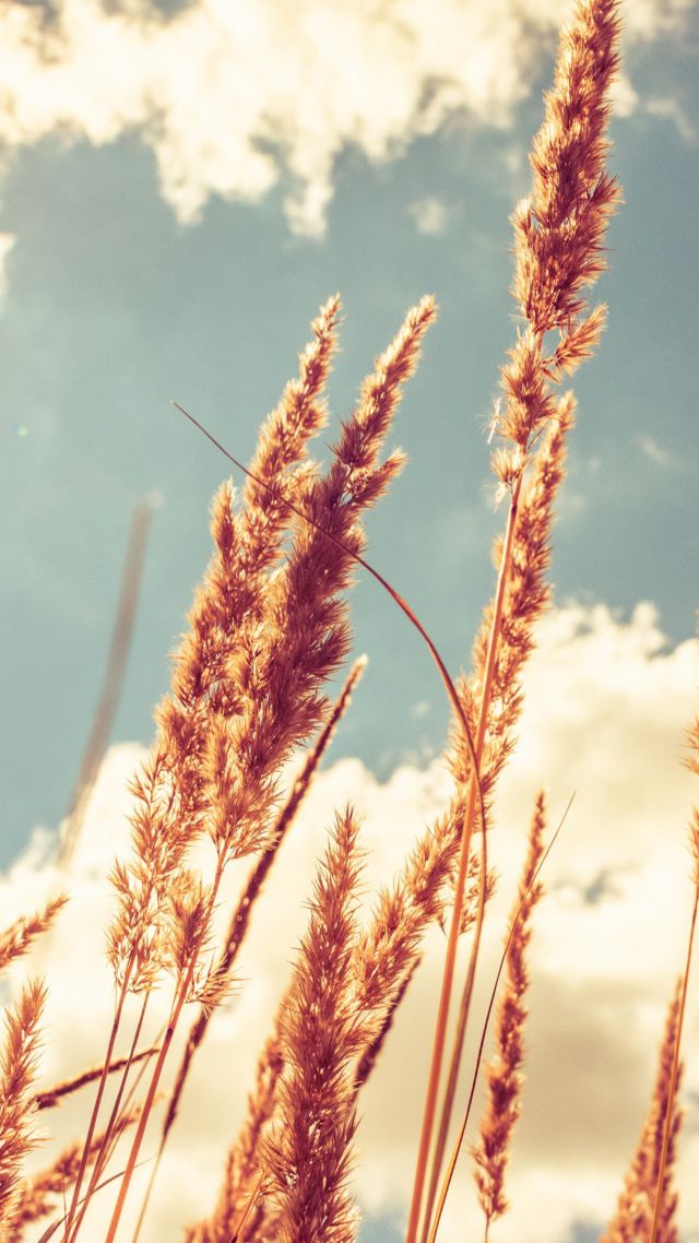 Wheat, 4k, HD wallpaper, meadows, sky (vertical)