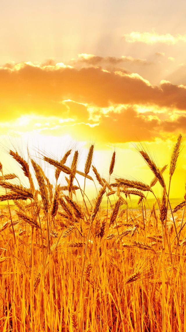 Wheat, 5k, 4k wallpaper, meadows, sunset (vertical)