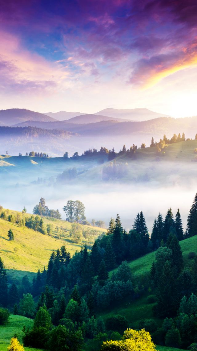 Carpathians, 5k, 4k wallpaper, pines, hills, sunset, fog (vertical)