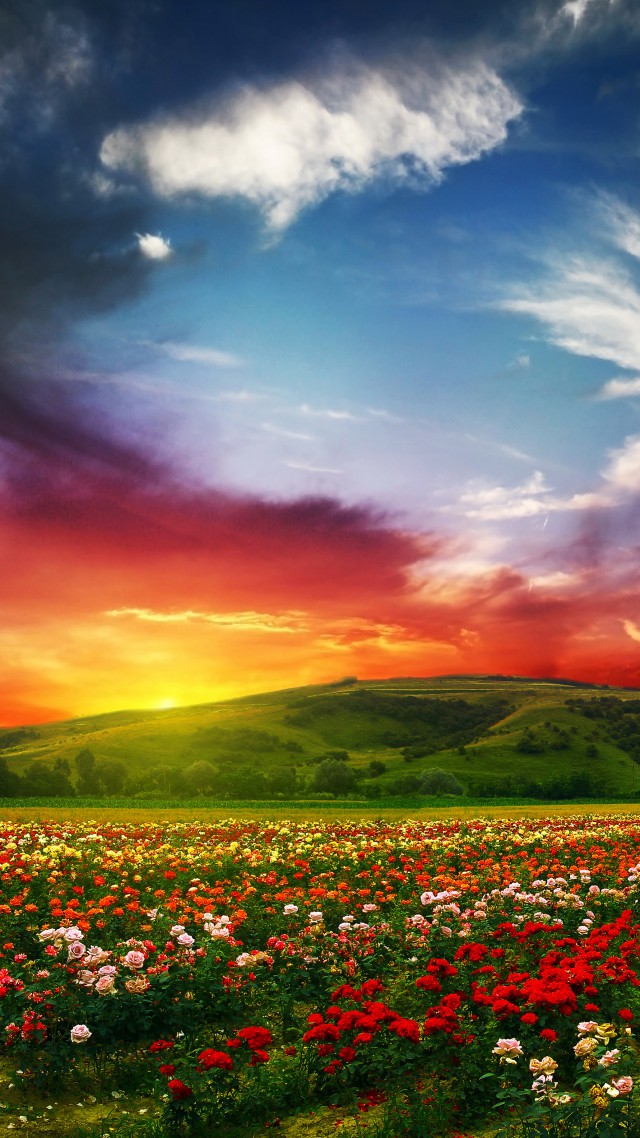 India, 5k, 4k wallpaper, Valley of Flowers, Meadows, roses, sunset, clouds (vertical)