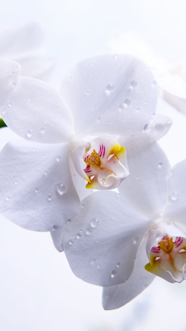 Orchid, 5k, 4k wallpaper, flowers, macro, white (vertical)